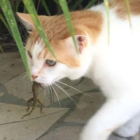 La Maison De Bella Tatil Evi